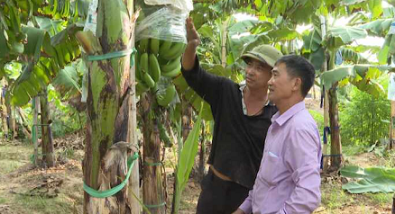 NÔNG DÂN THANH HÀ TRƯỚC NGUY CƠ THẤT THU VỤ CHUỐI TẾT