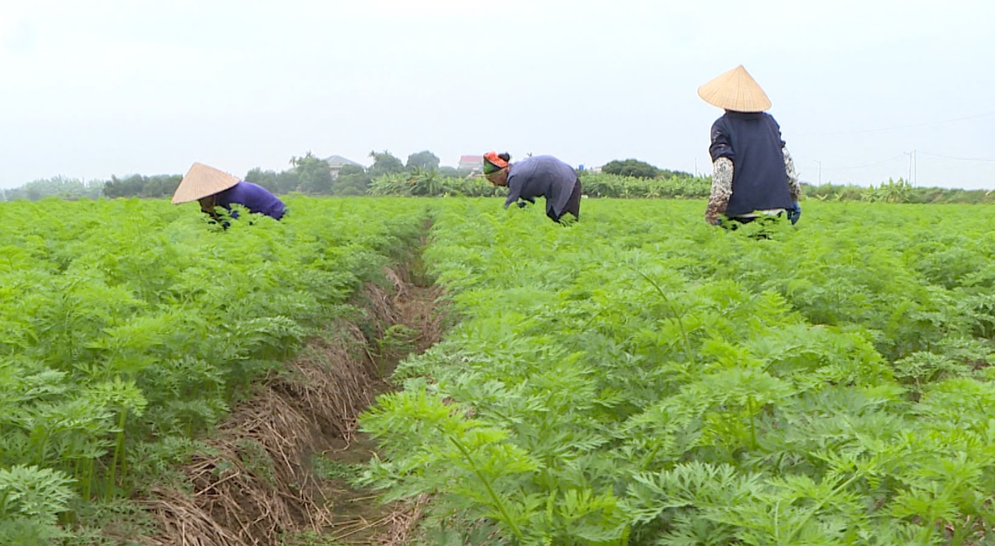 TRIỂN VỌNG CÂY CÀ RỐT TRÊN ĐẤT BÃI NGOÀI ĐÊ SÔNG LUỘC XÃ HỒNG PHONG, HUYỆN THANH MIỆN