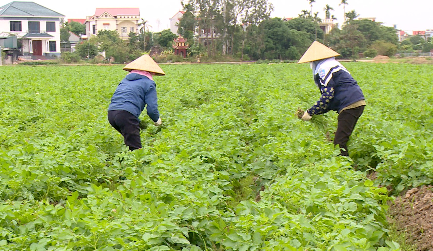 LIÊN KẾT SẢN XUẤT KHOAI TÂY KHƠI DẬY PHONG TRÀO SẢN XUẤT VỤ ĐÔNG Ở XÃ CỔ BÌ